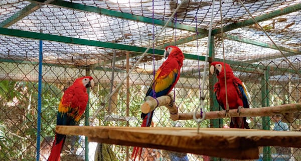 Libera Procurador del Medio Ambiente tres guacamayas